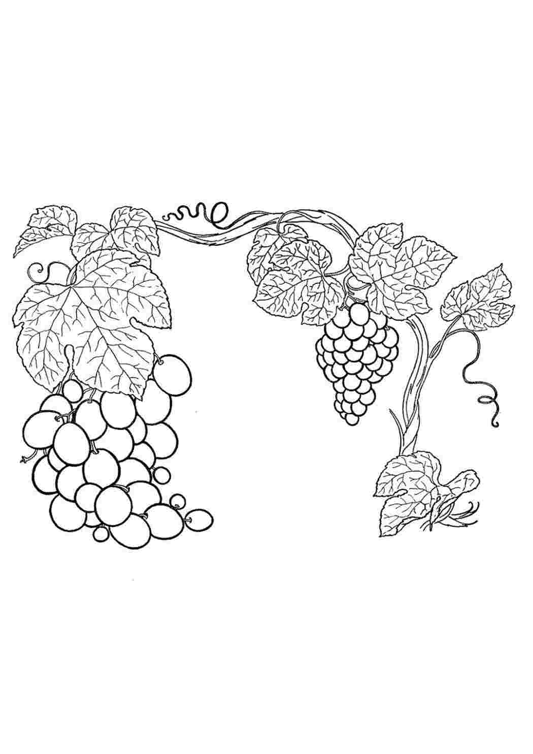 Рисунок виноградной лозы с гроздьями