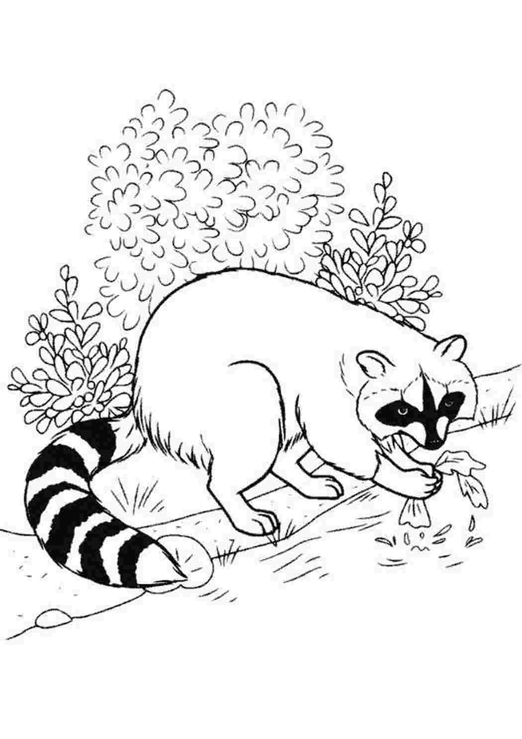 Раскраска енот добывает еду