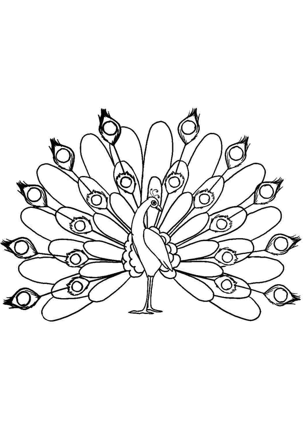 Раскраска Красивый павлин