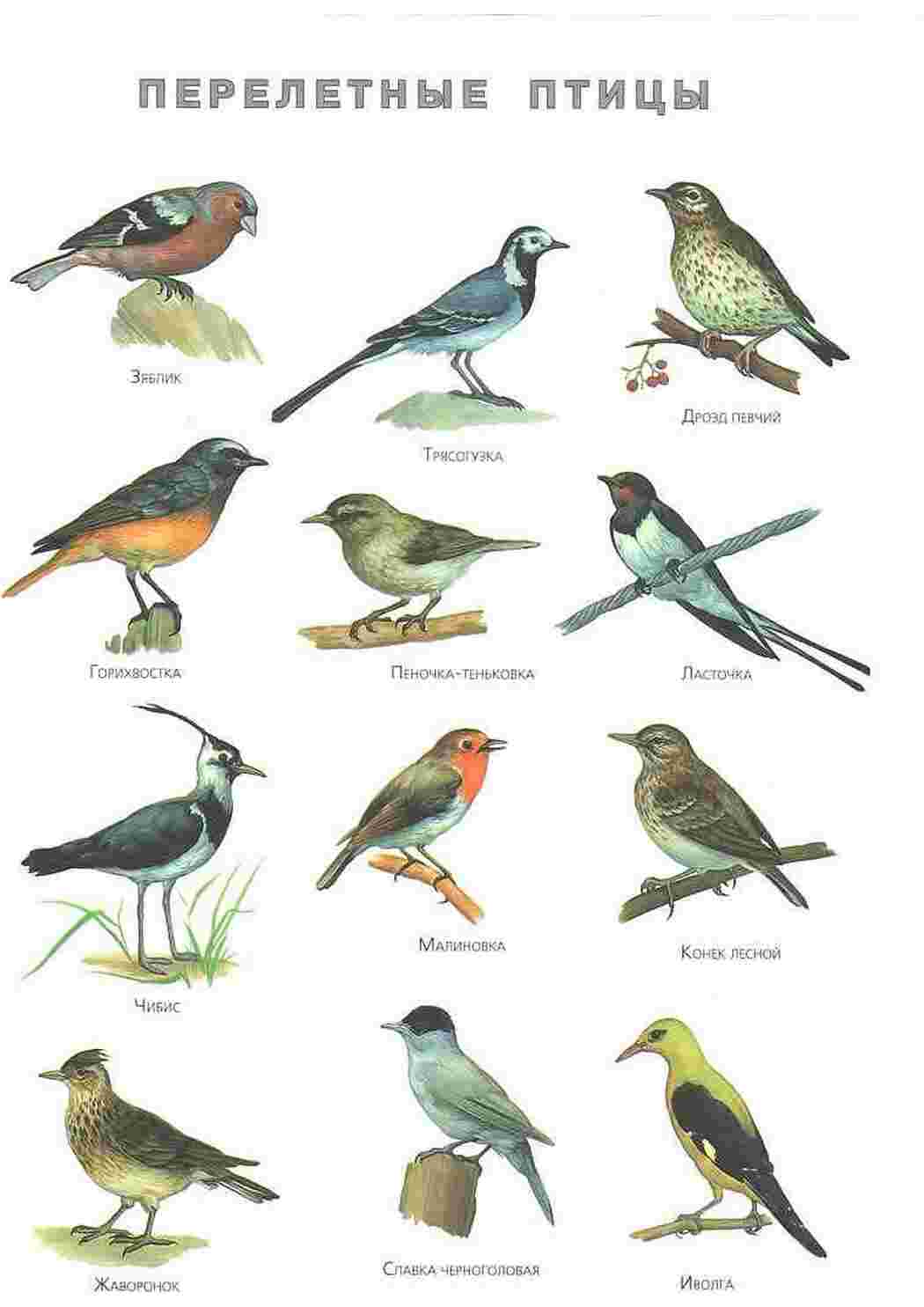 Раскраска карточка диких птиц 