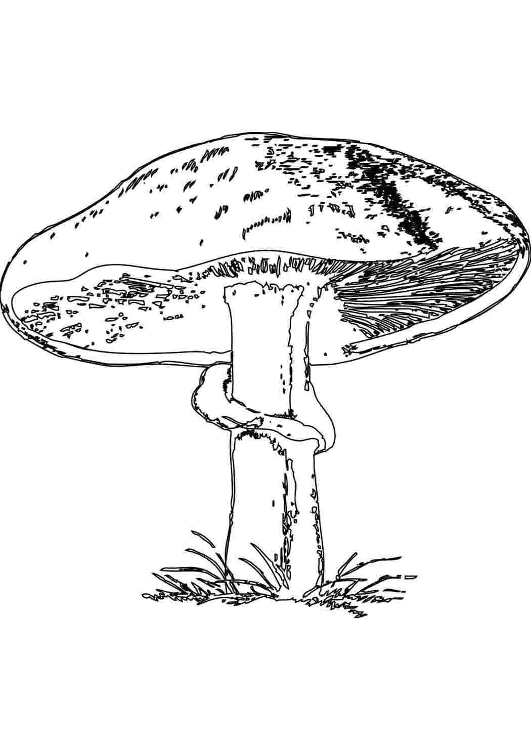 Раскраска подосиновик