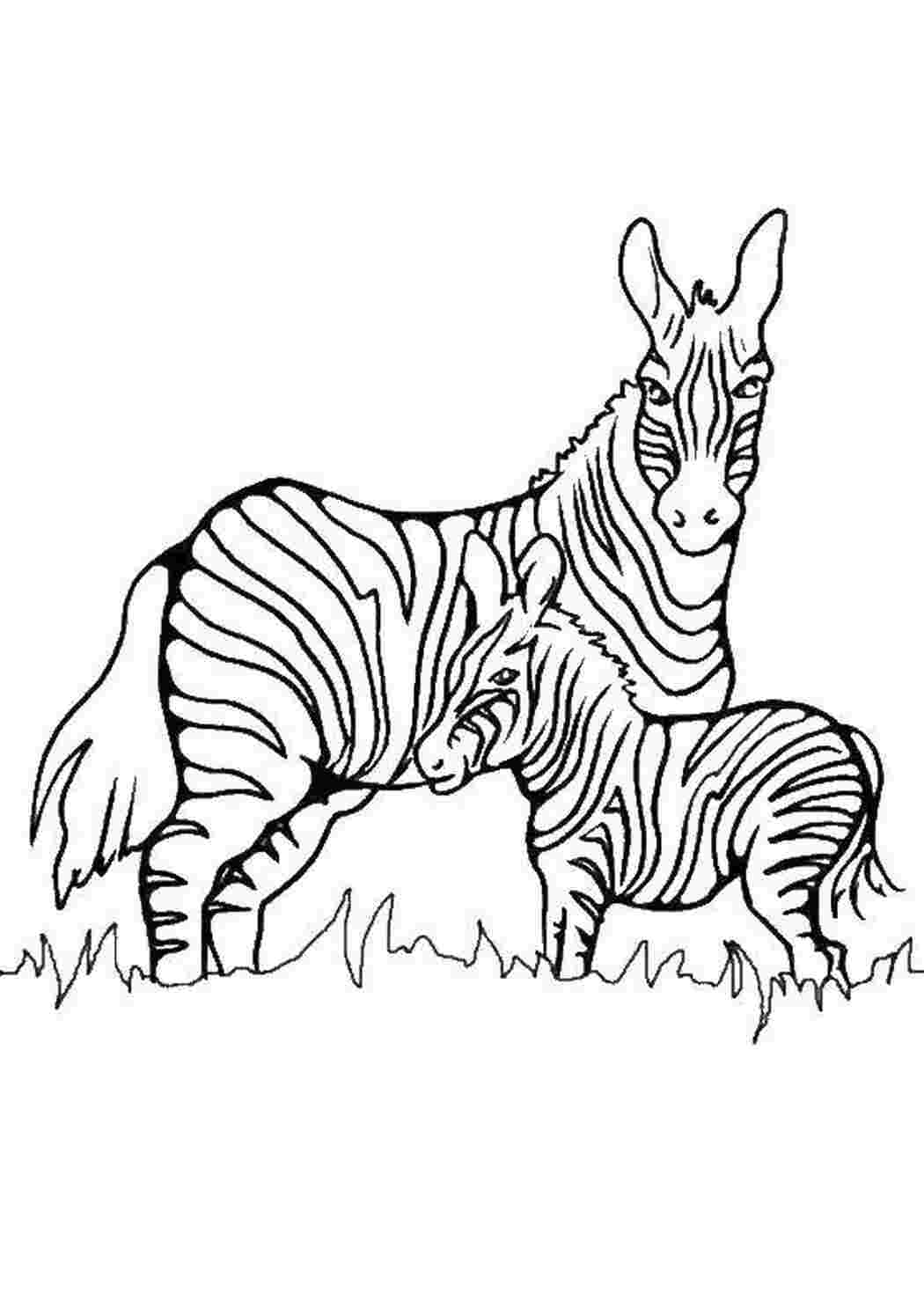 Раскраска Зебры