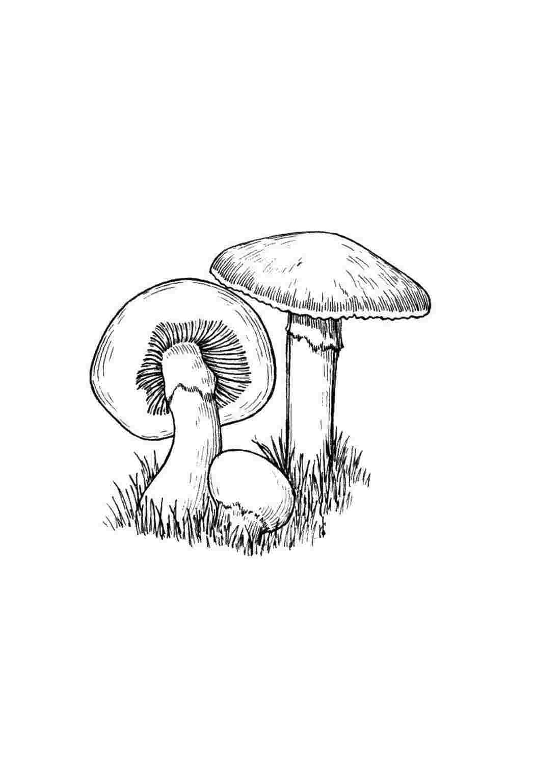 Раскраска Грибы