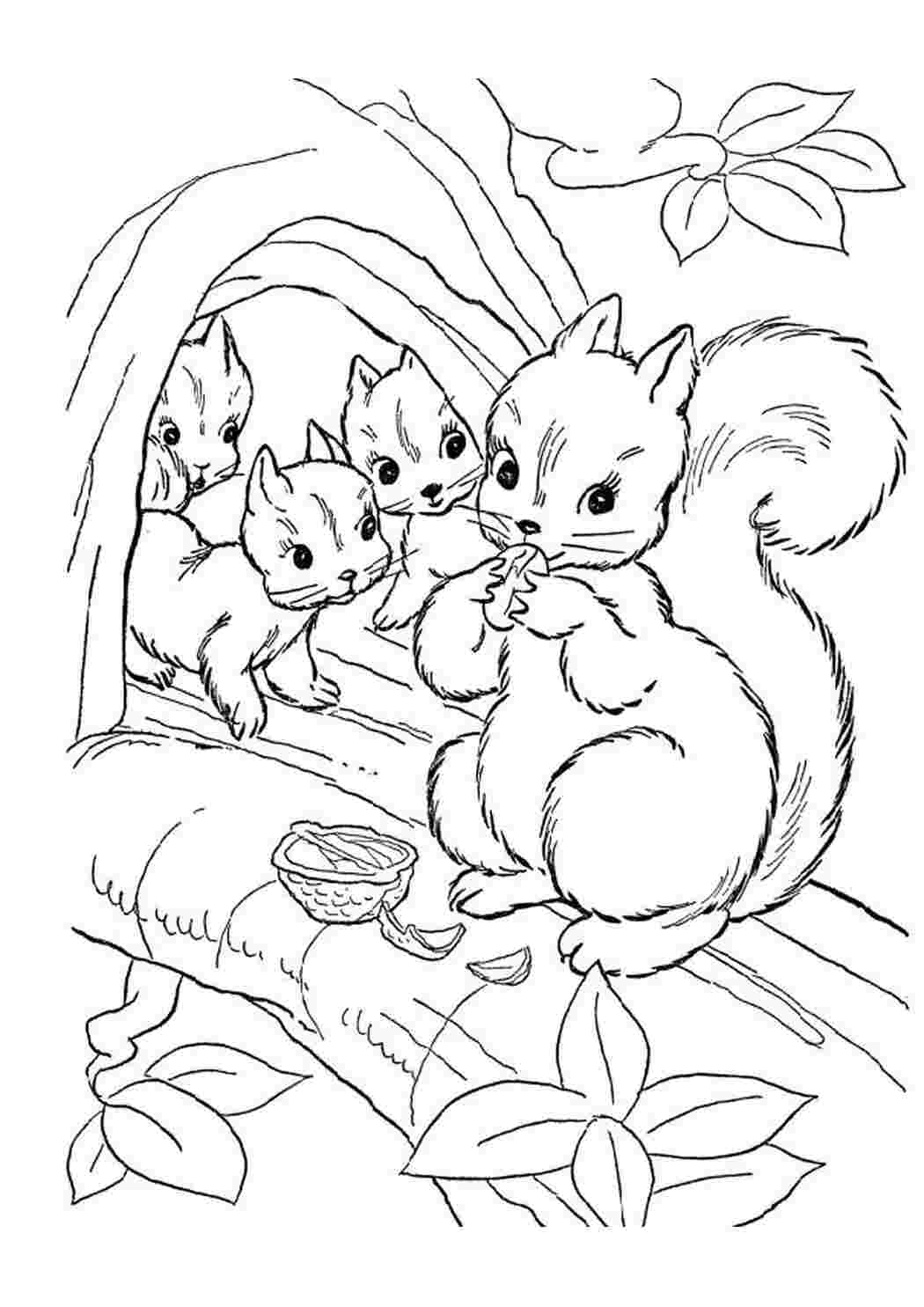 Раскраска Белочки