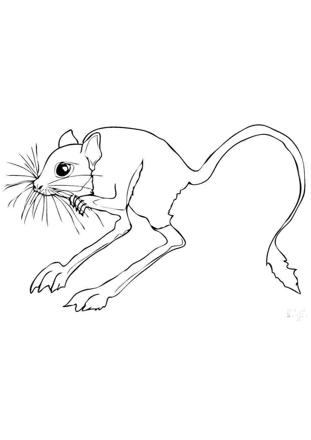 Раскраска Пустынный тушканчик