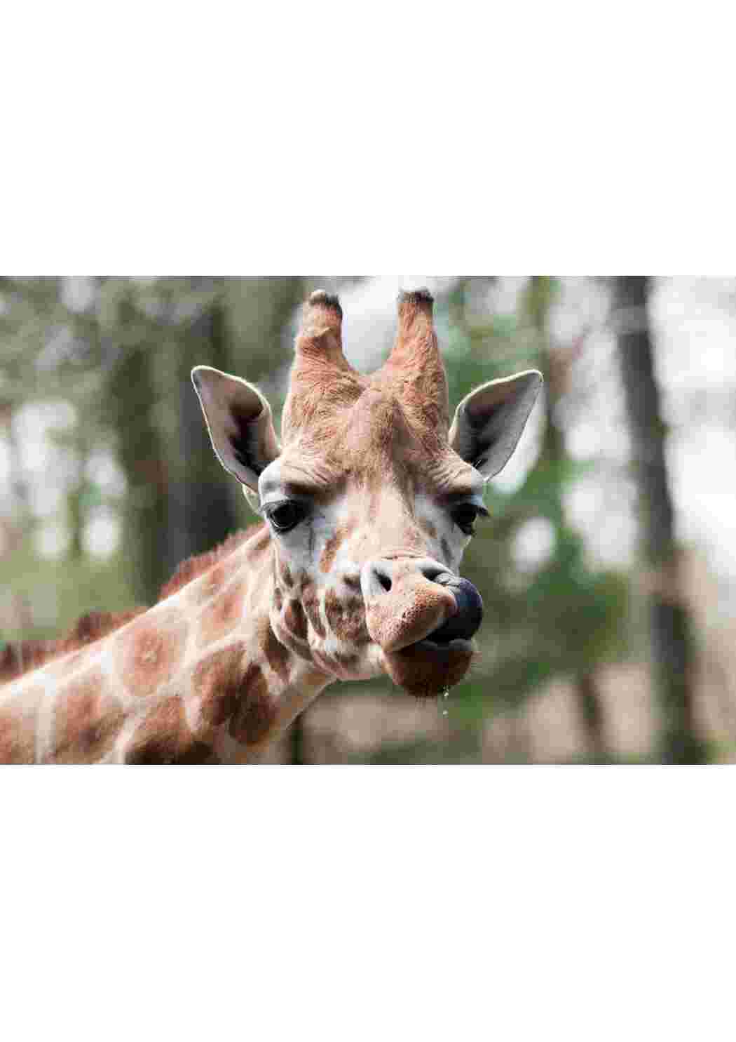 Раскраска пособие биология животные 