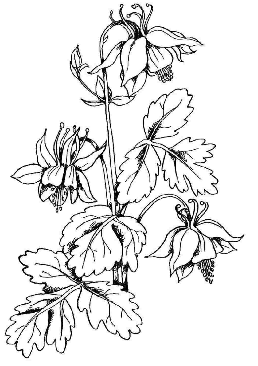 Раскраска Цветочки