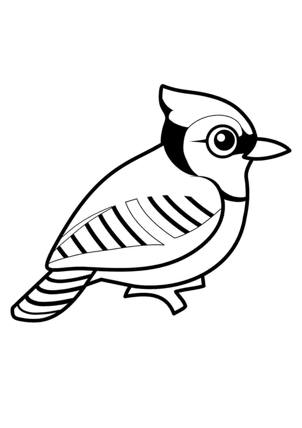 Раскраска Голубая сойка