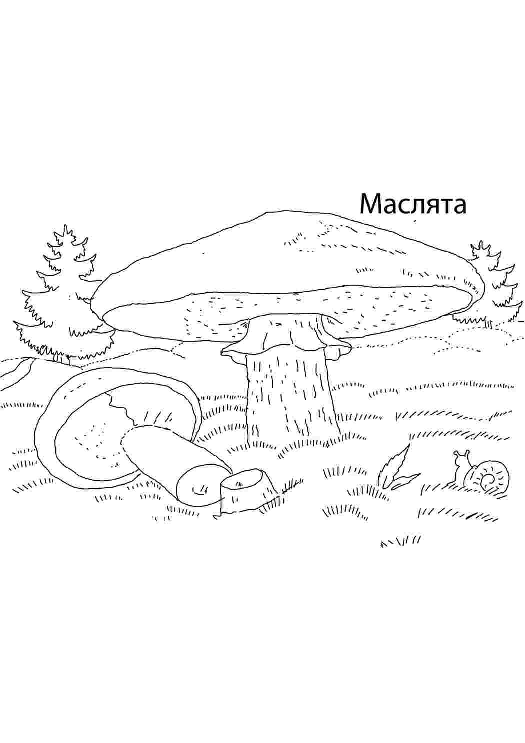 Раскраска маслята