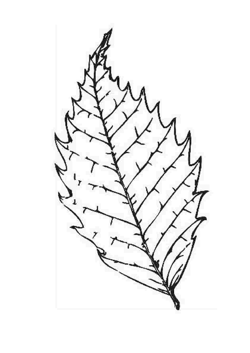 Лист до миколая вікторія ільчук