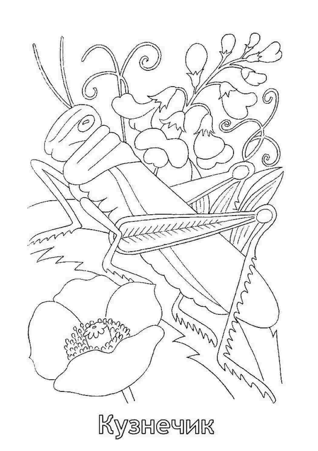 Раскраска Кузнечик
