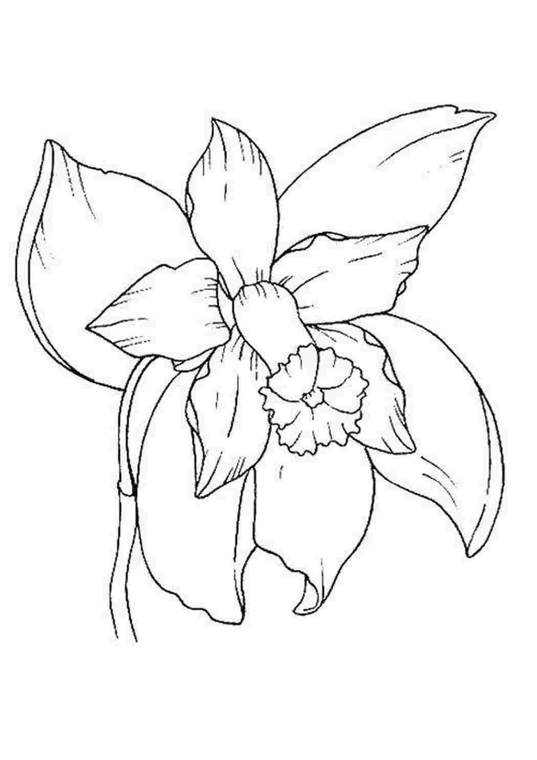Раскраска цветы орхидеи