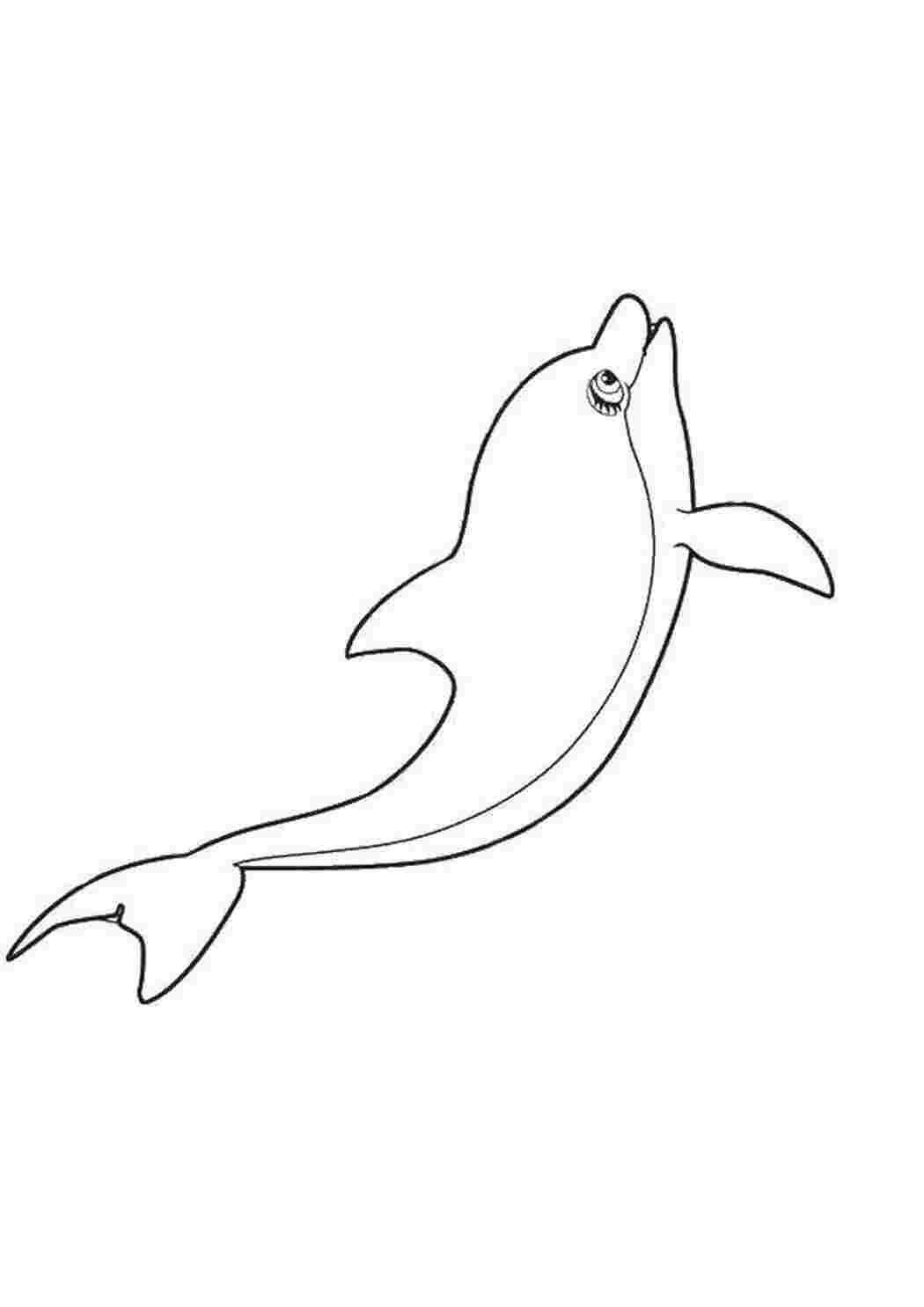 Раскраска Дельфин