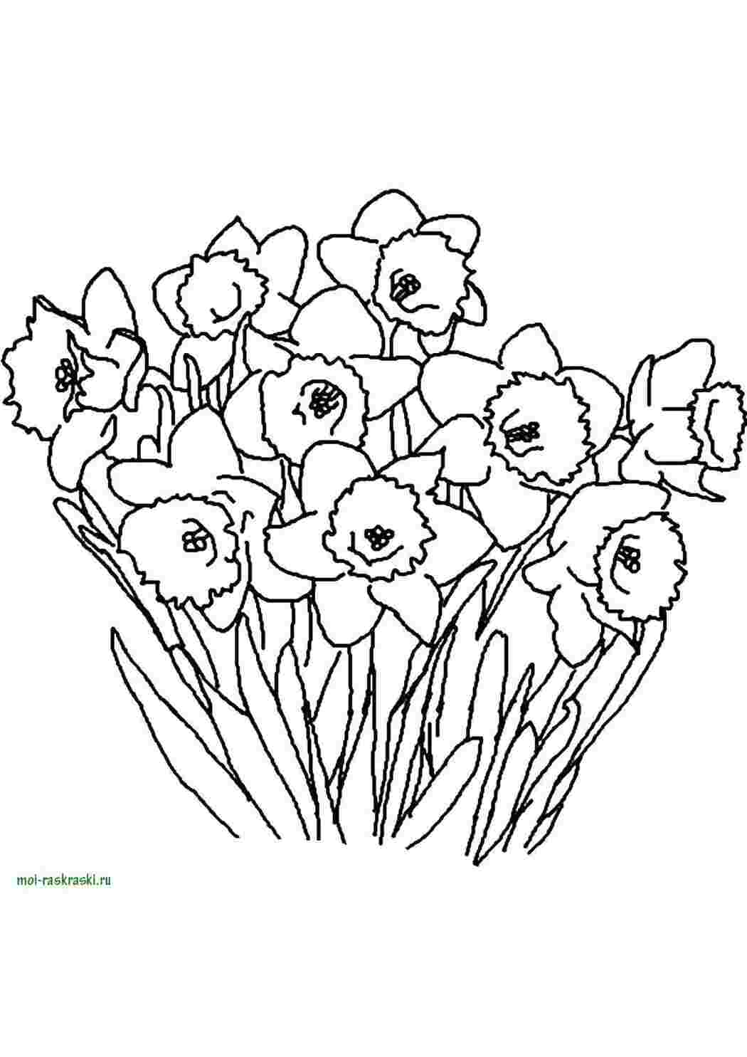 Раскраска Нарциссы