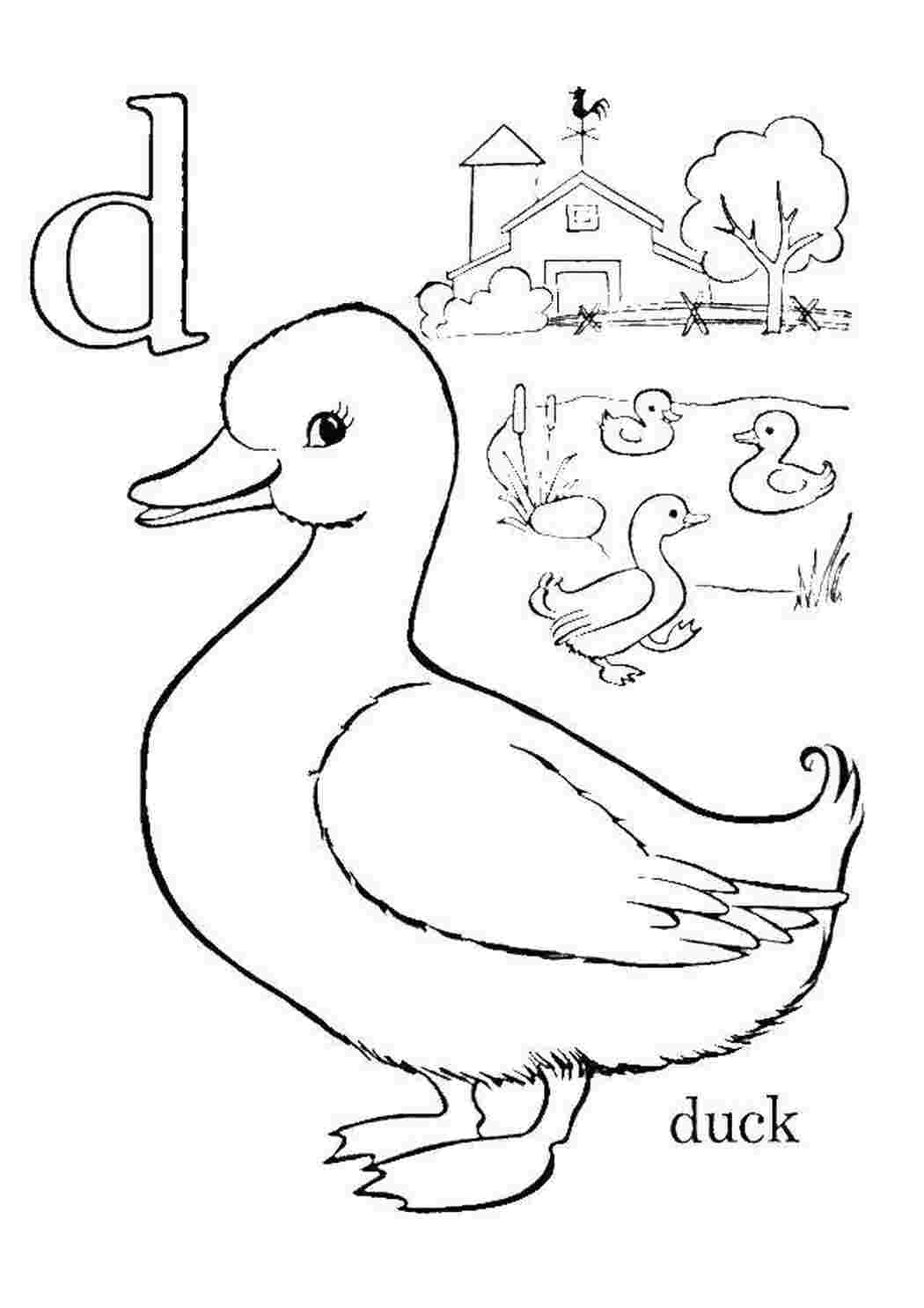 Раскраска утка на английском для детей