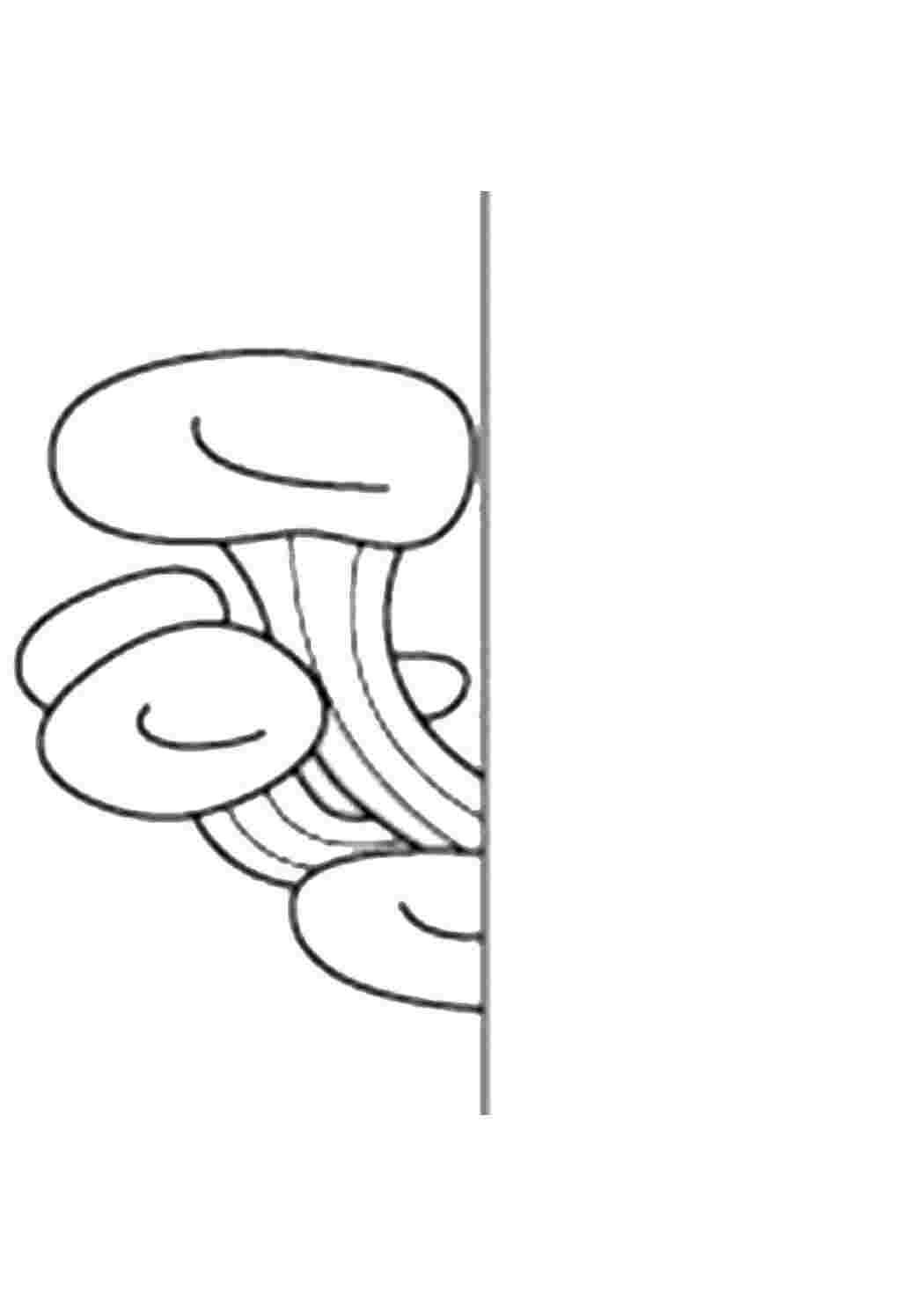 Раскраска грибы