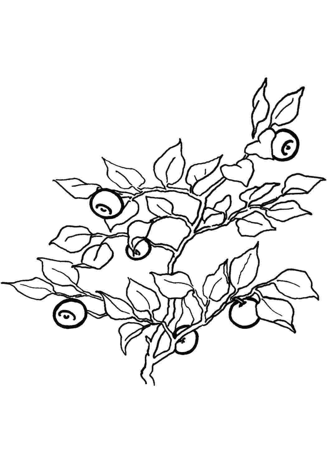 Раскраска Ягодки