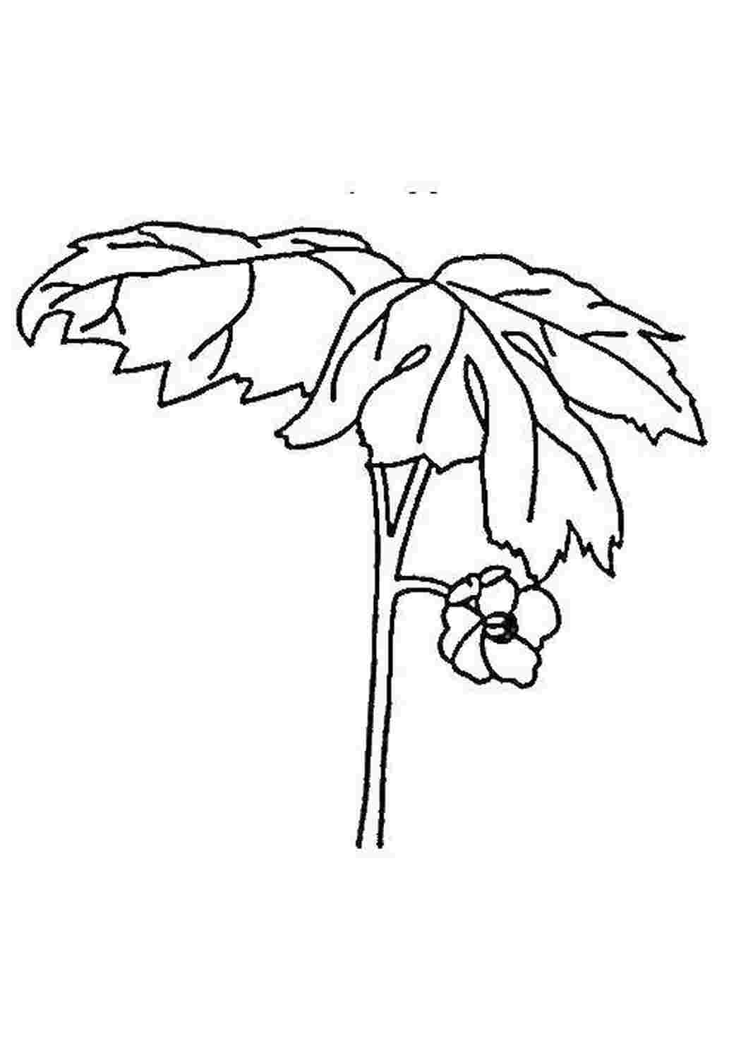 Раскраска Растение