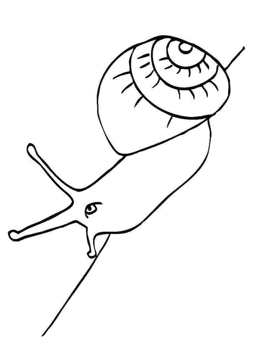 Раскраска Улиточка