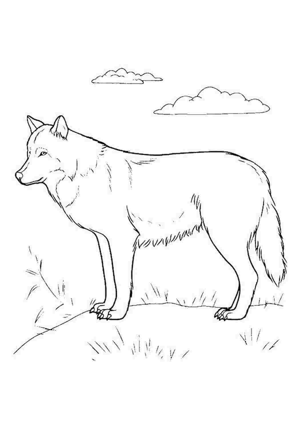 Раскраска Волк