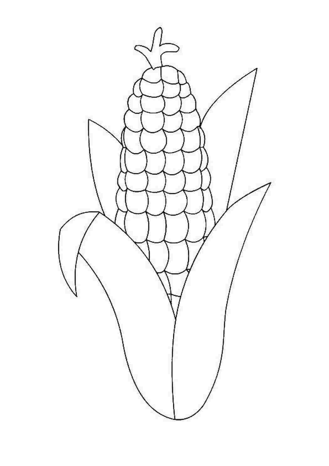 Раскраска Кукуруза