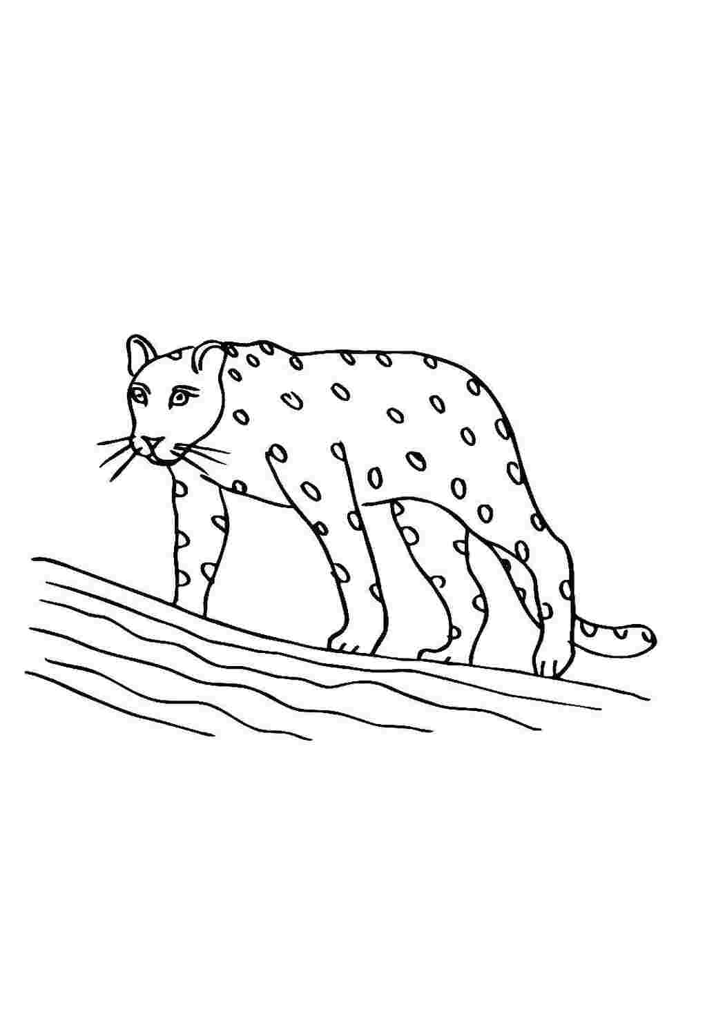 Раскраска Леопард