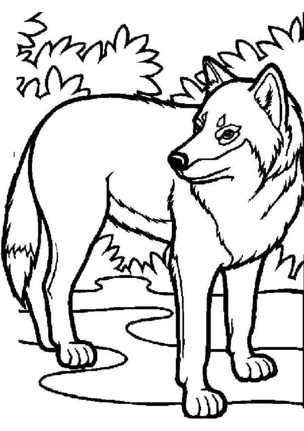 Раскраска Волк