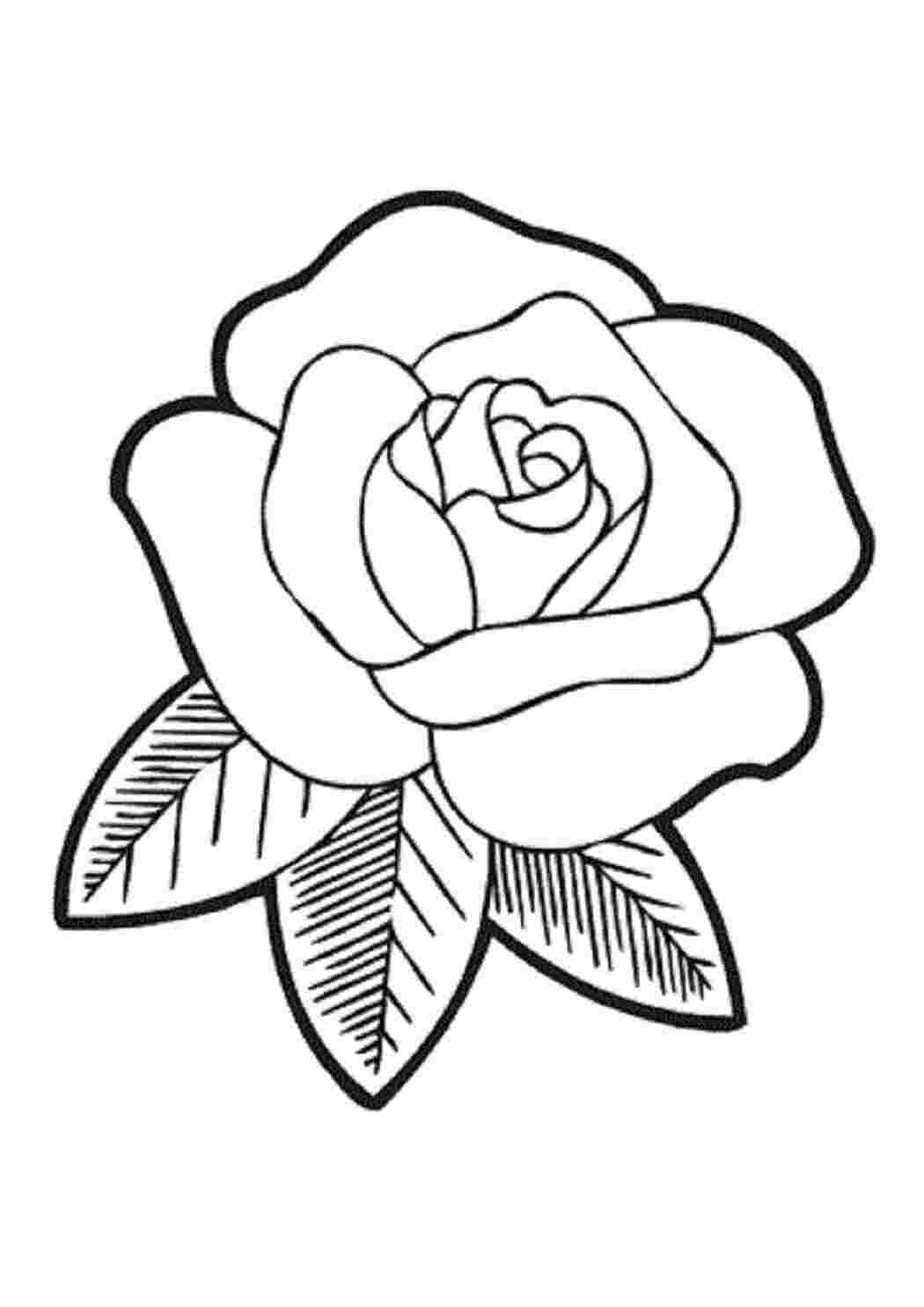 Раскраска Роза