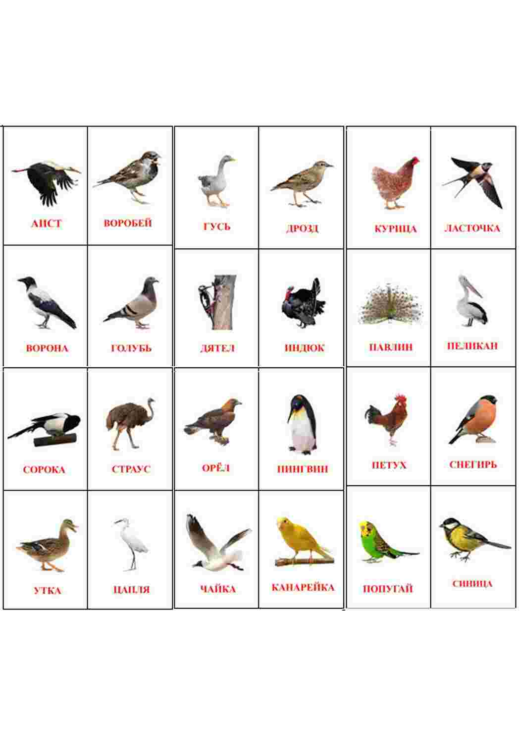 Раскраска карточка диких птиц 