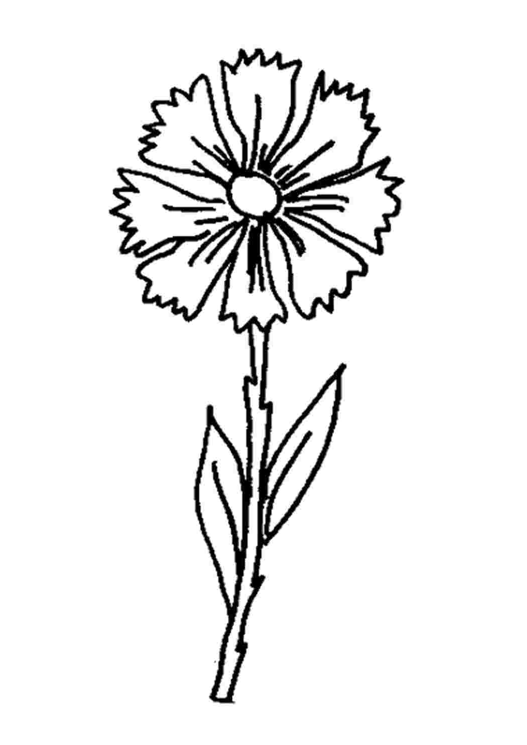Раскраска Красивый цветочке