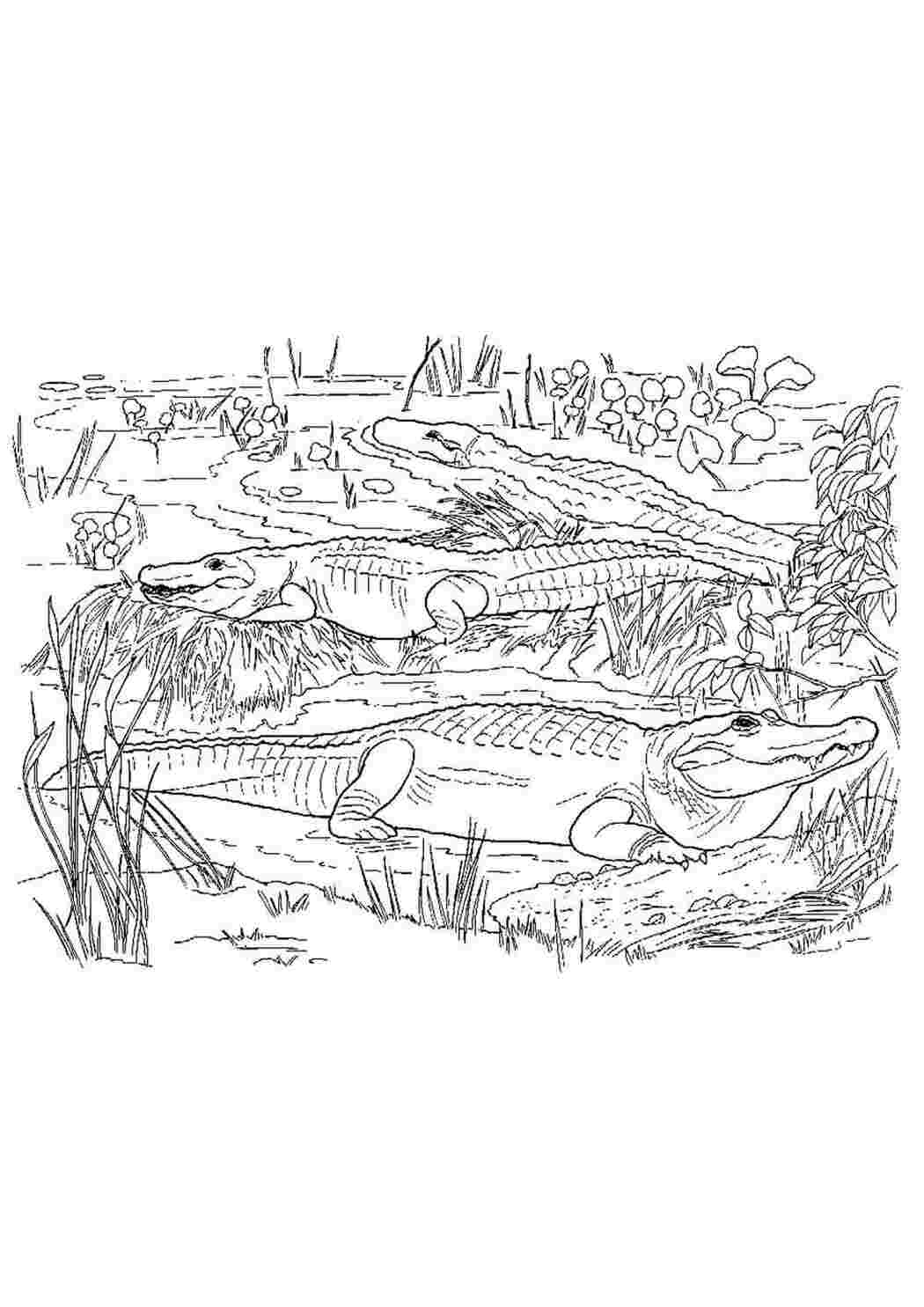 Раскраска Скачать или распечатать раскраску, аллигаторы