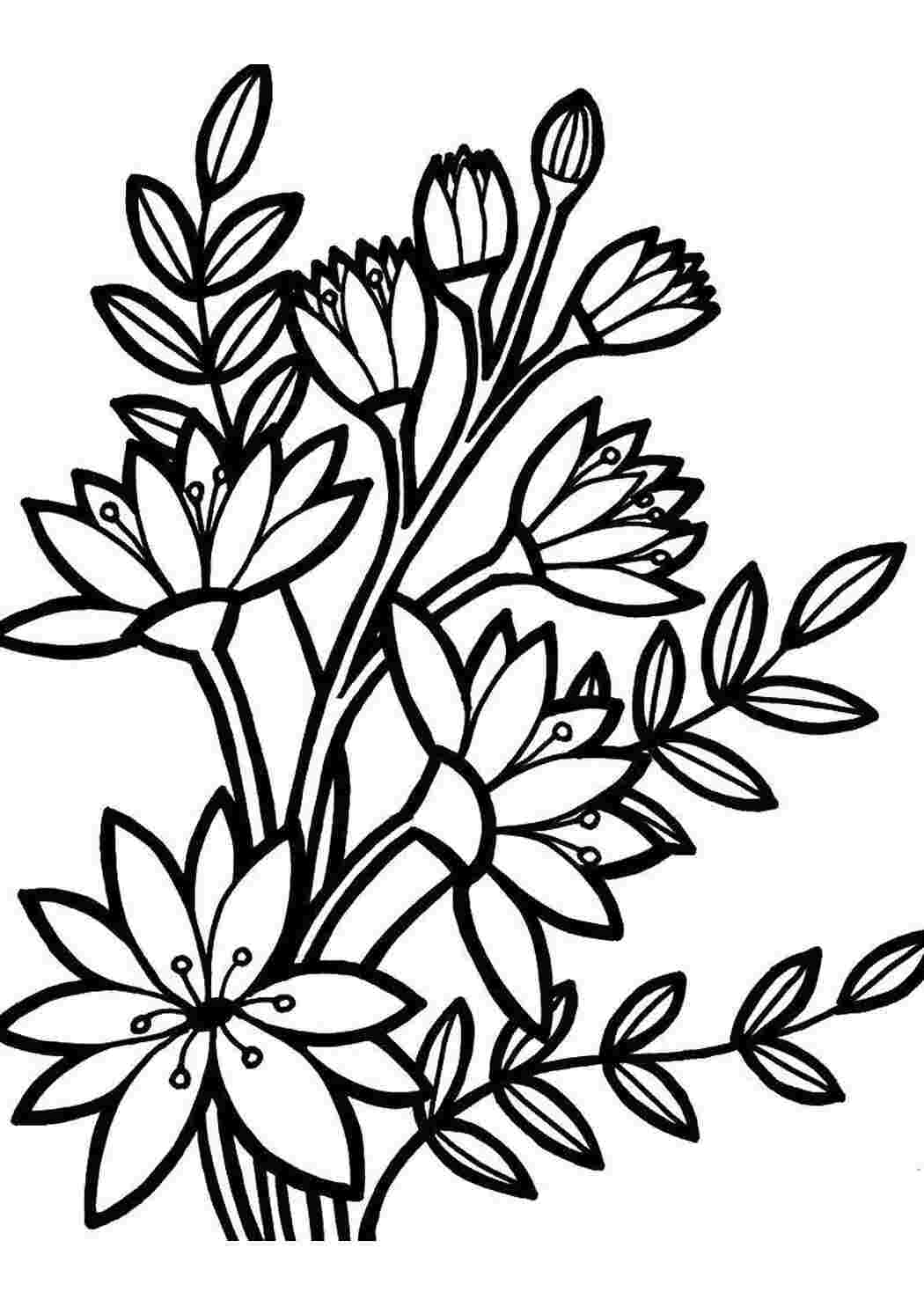 Раскраска Цветы