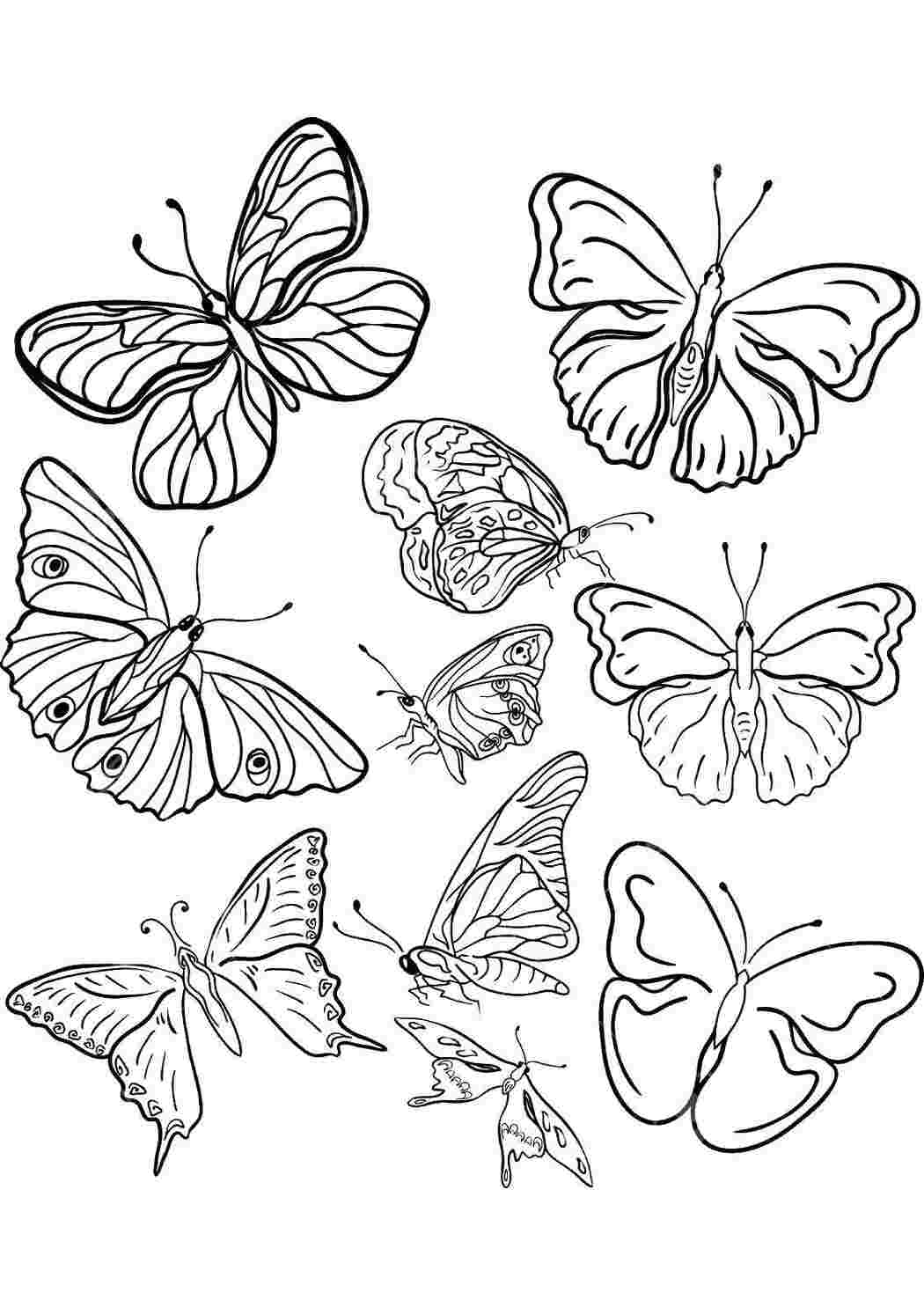 Раскраска Бабочки