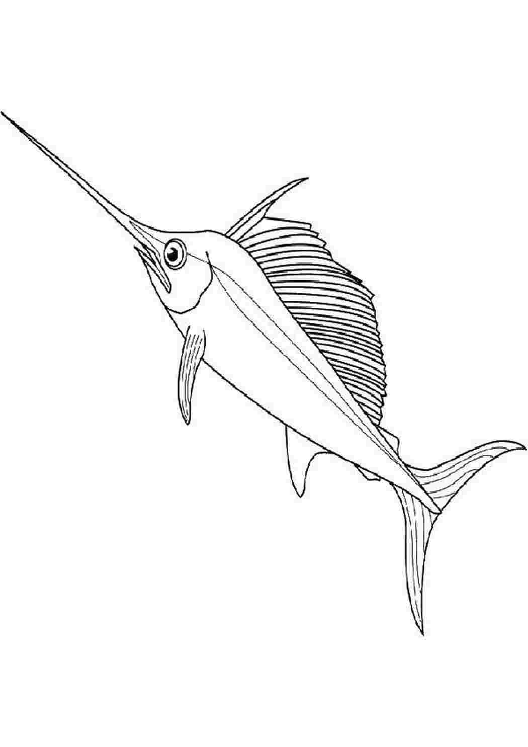 Рыба меч детям. Рыба раскраска. Рыба-меч. Рыба меч рисунок. Морские рыбы раскраска.