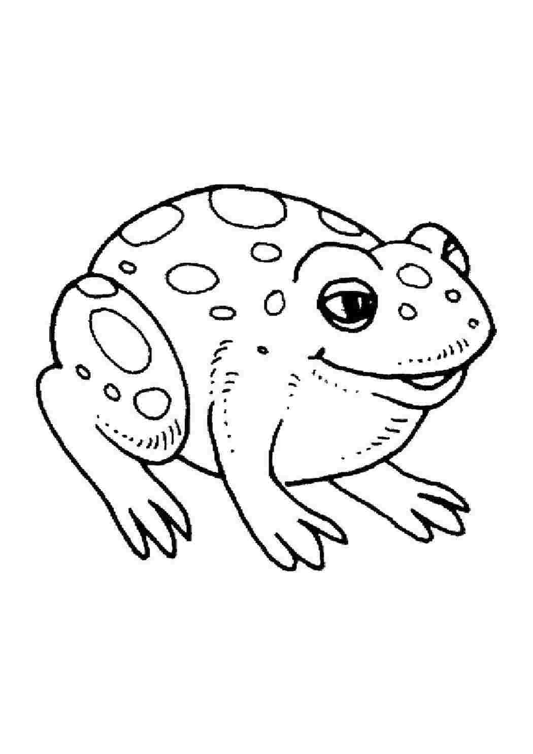 Раскраска Лягушка