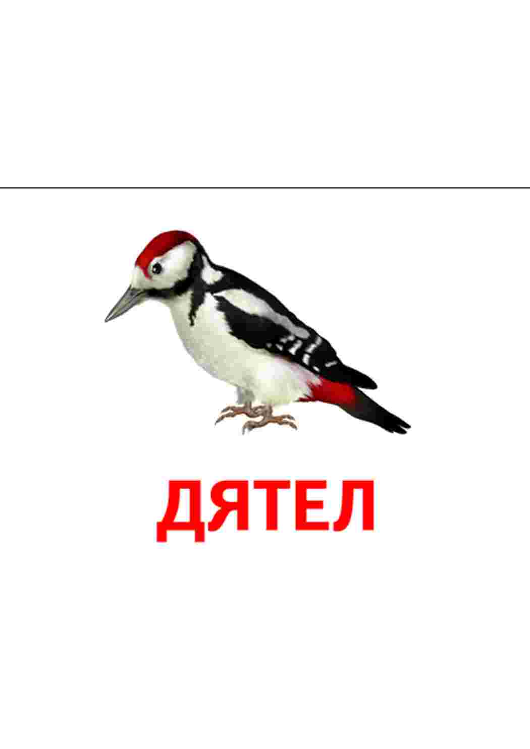 Раскраска карточка диких птиц 