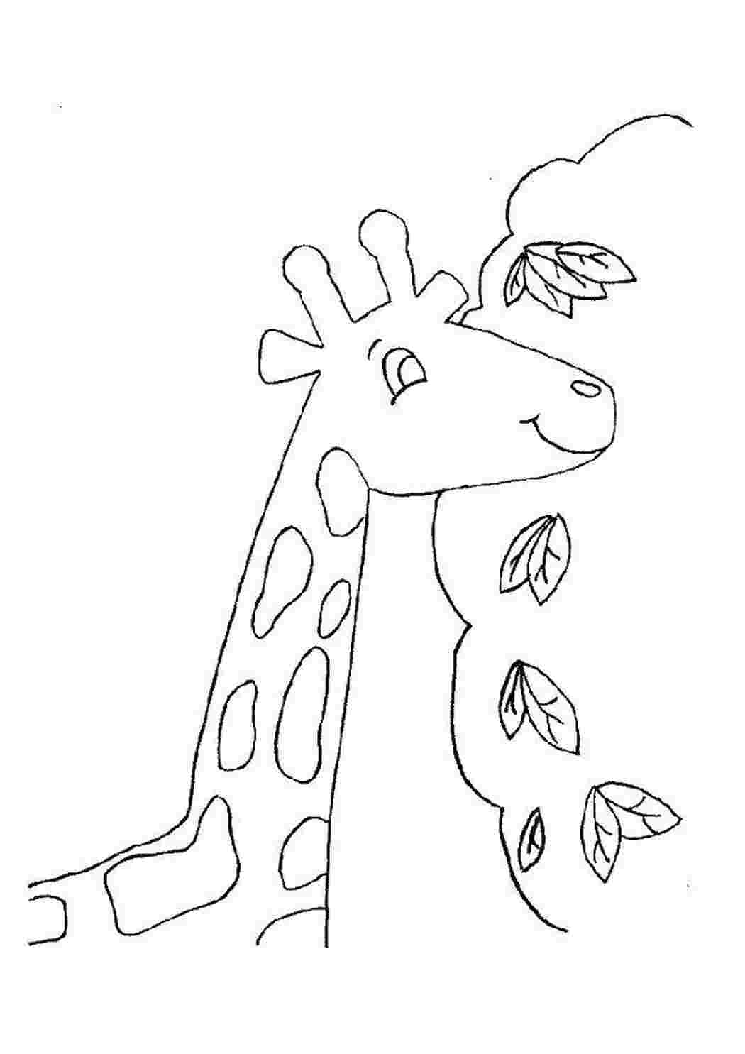 Раскраска Жираф