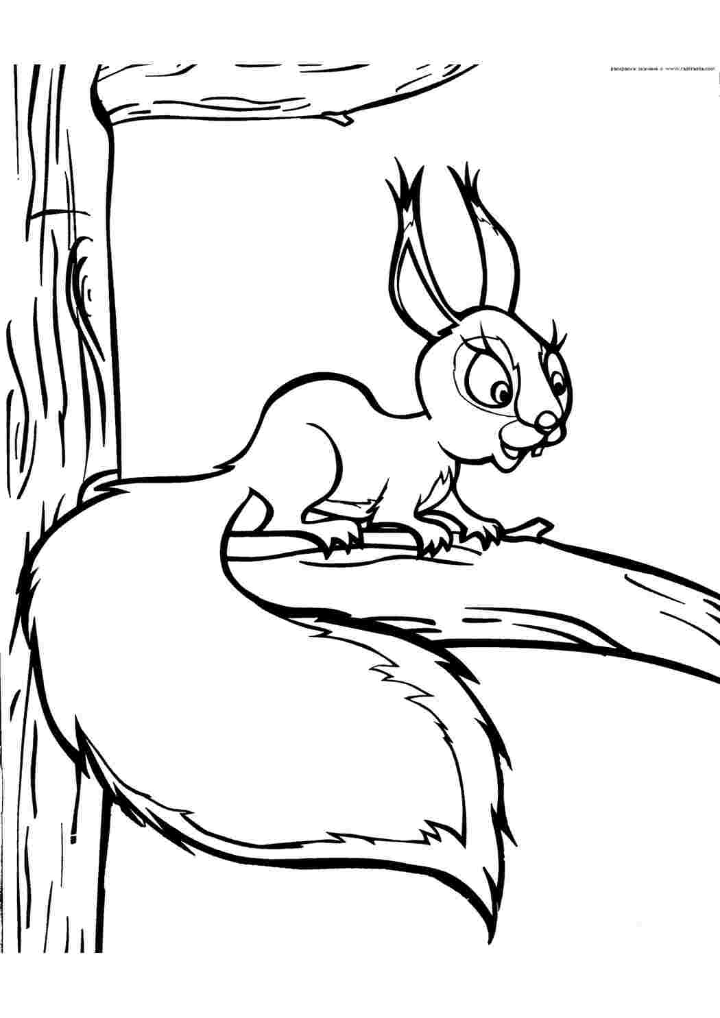 Раскраска Белка