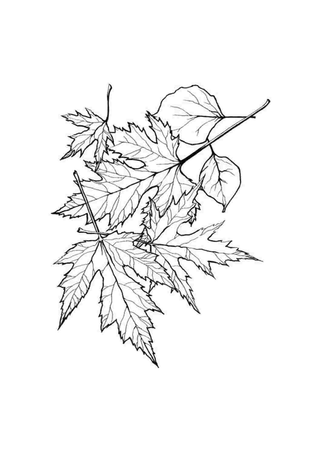 Раскраска осенний букет из листьев