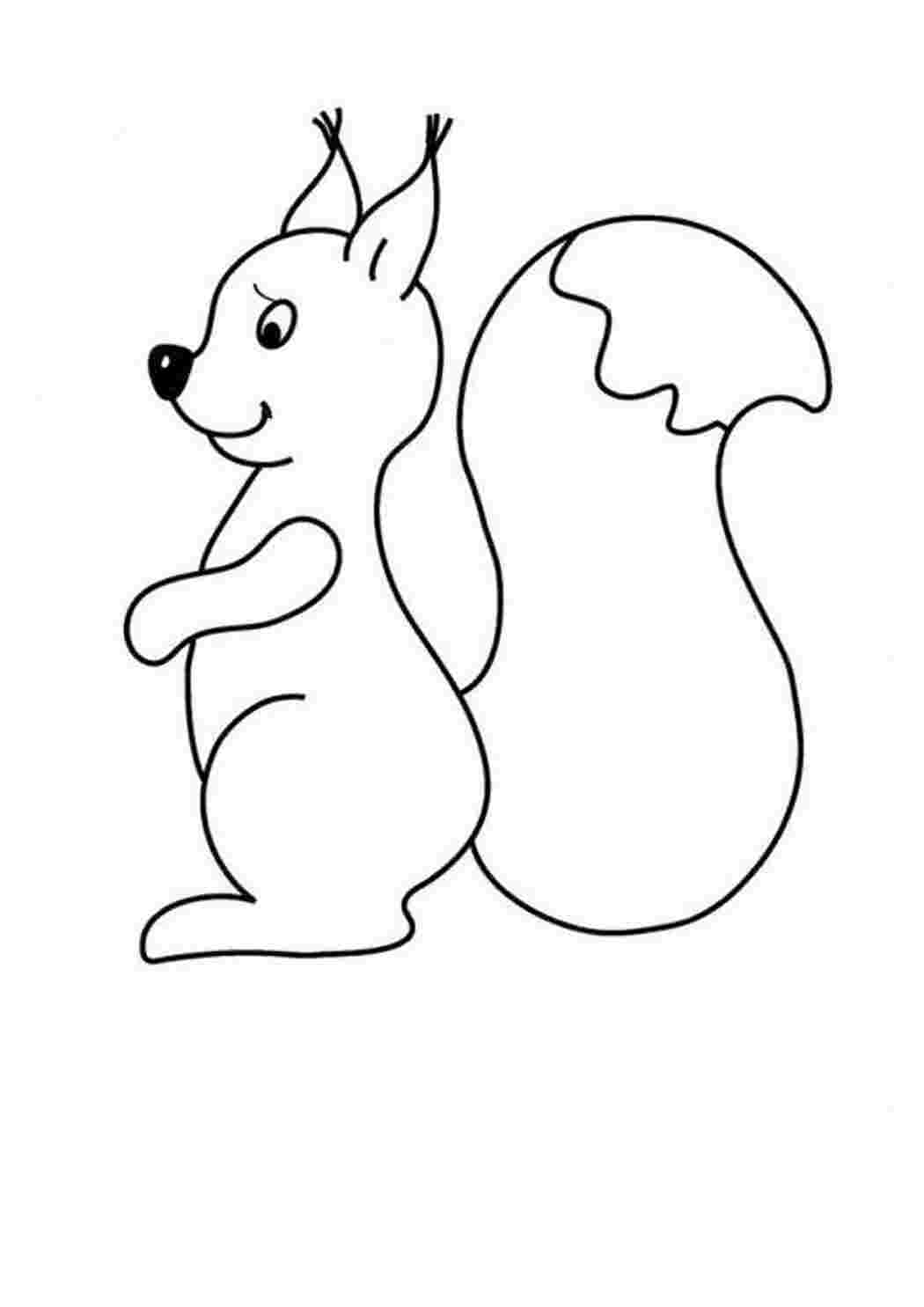 Раскраска Белка