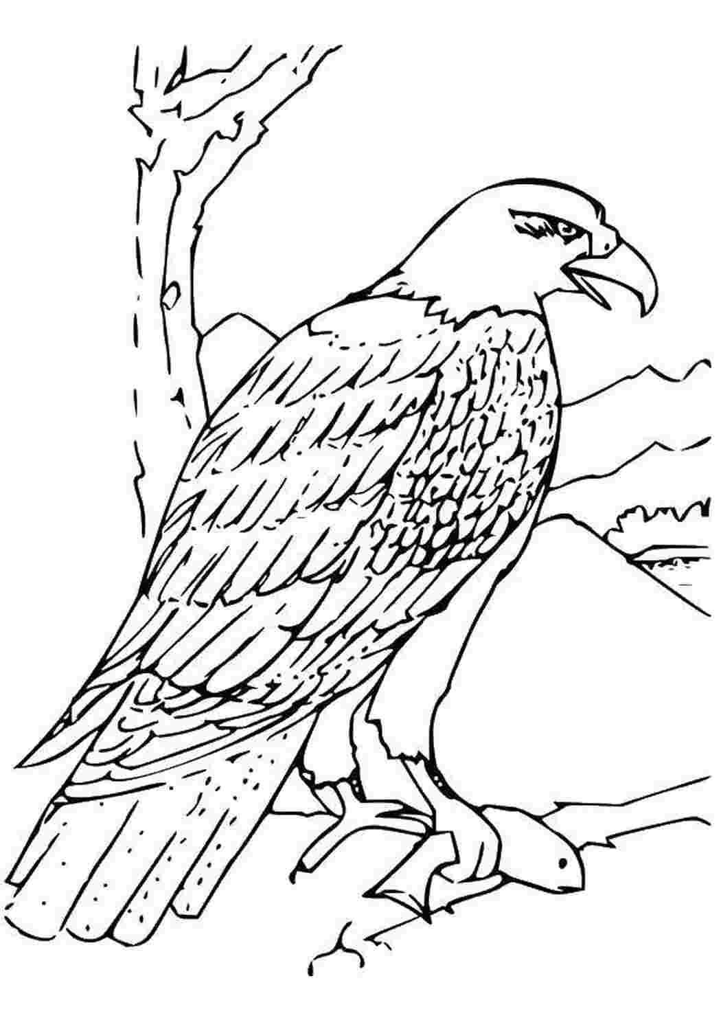 Раскраска Добыча орла