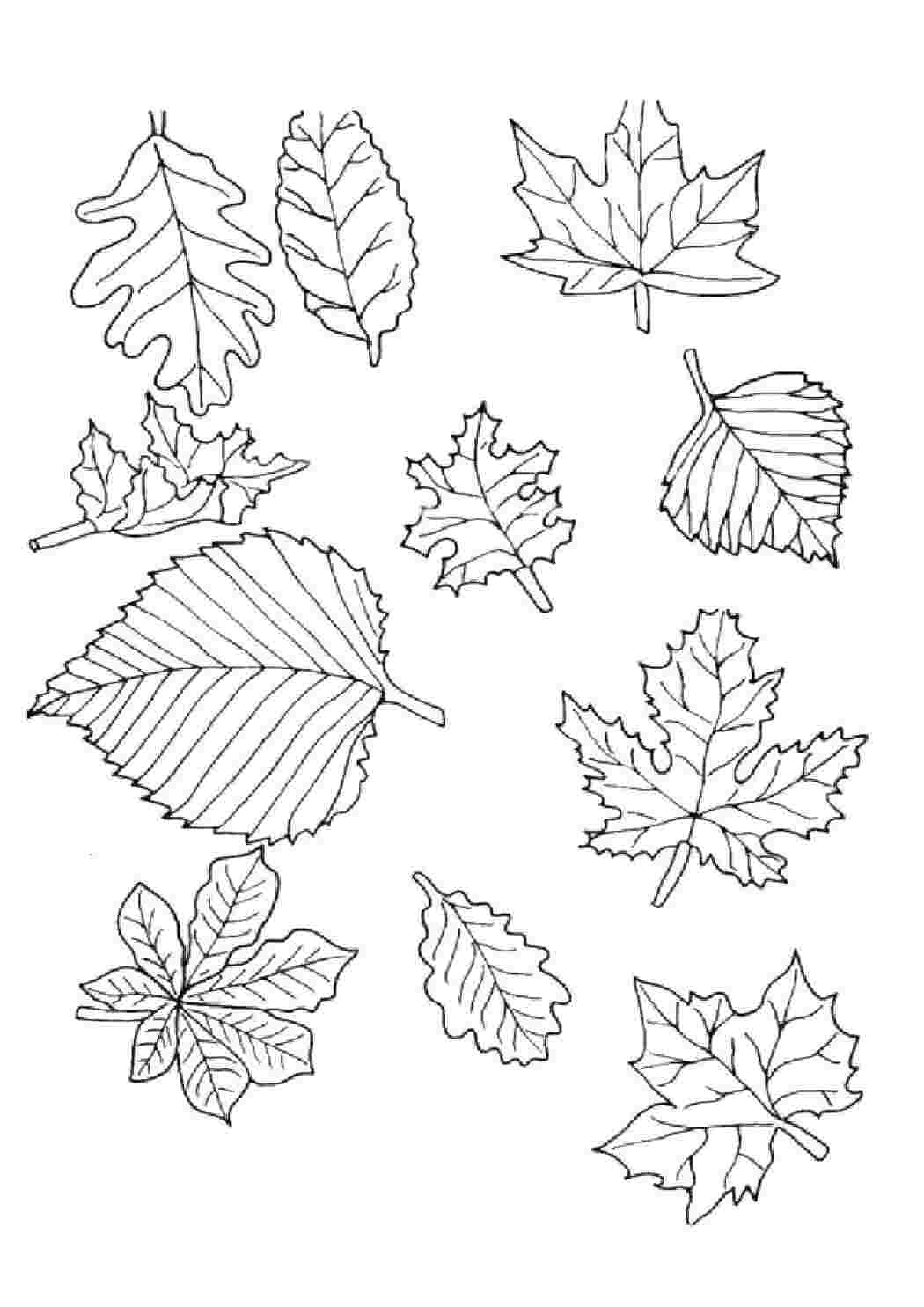 Раскраска Виды листочков