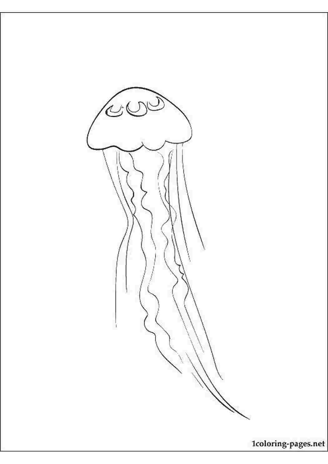 Медуза морская Оса рисунок