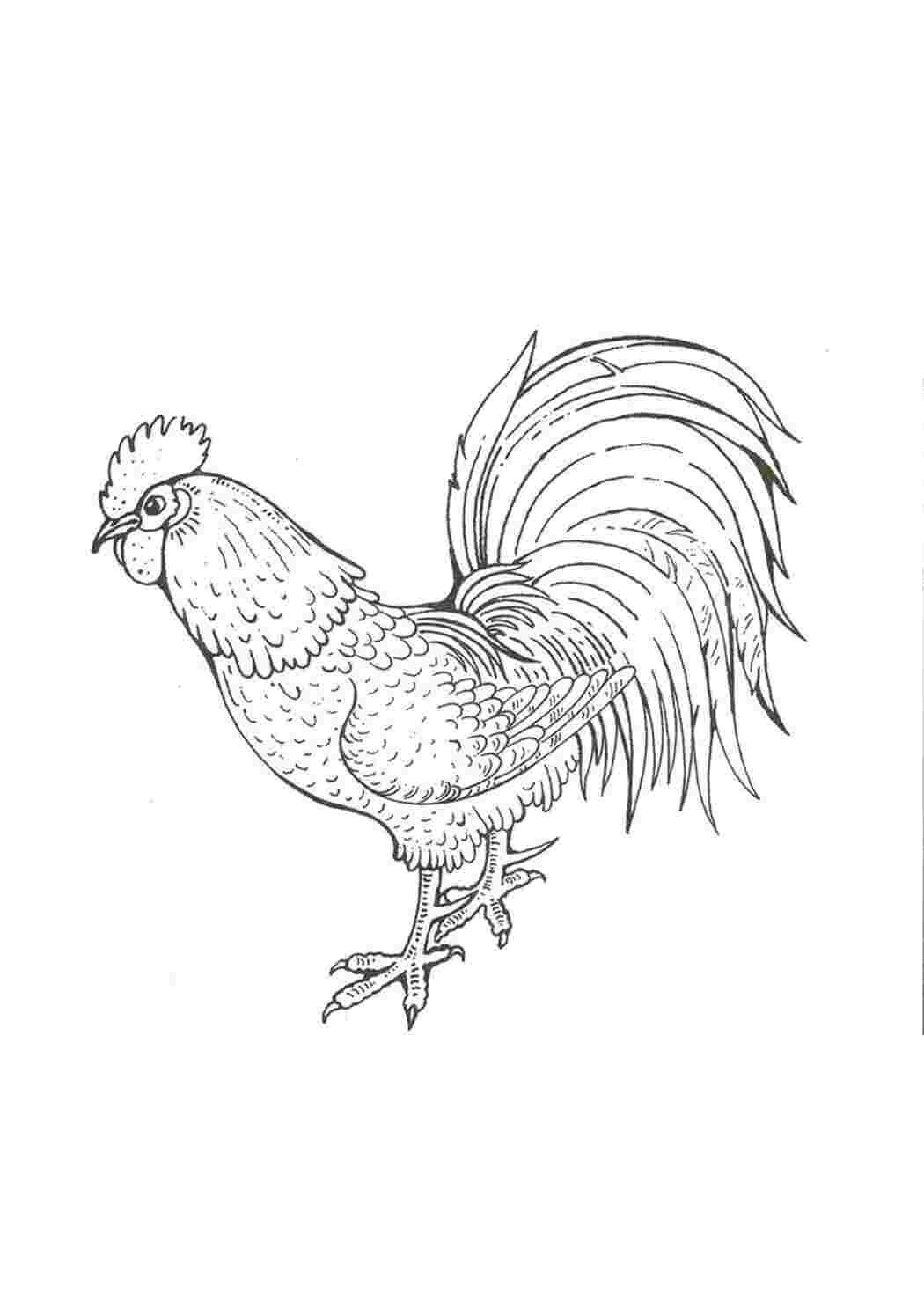 Раскраска Петушок