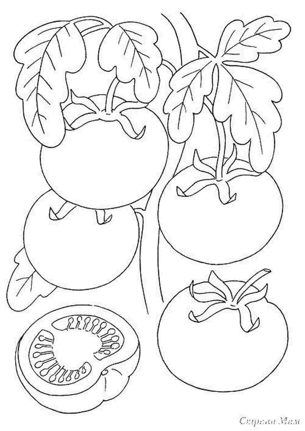Раскраска Помидорки