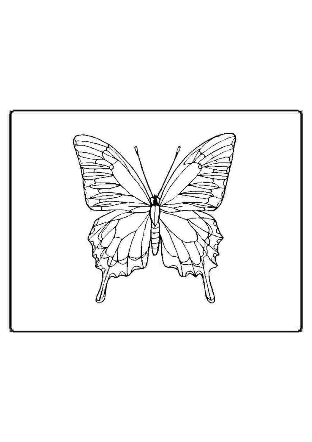 Бабочка Махаон раскраска