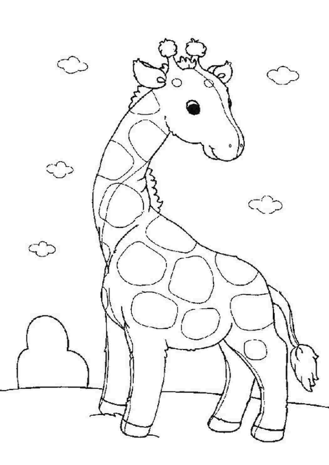Раскраска жираф 