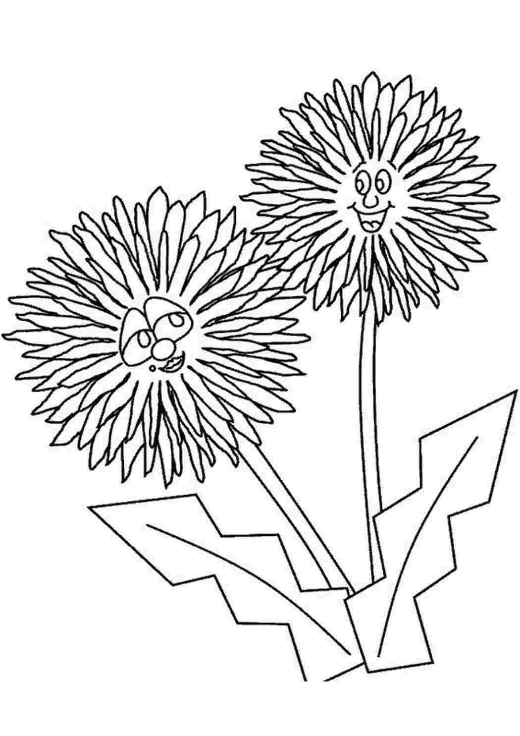 Раскраска Одуванчики