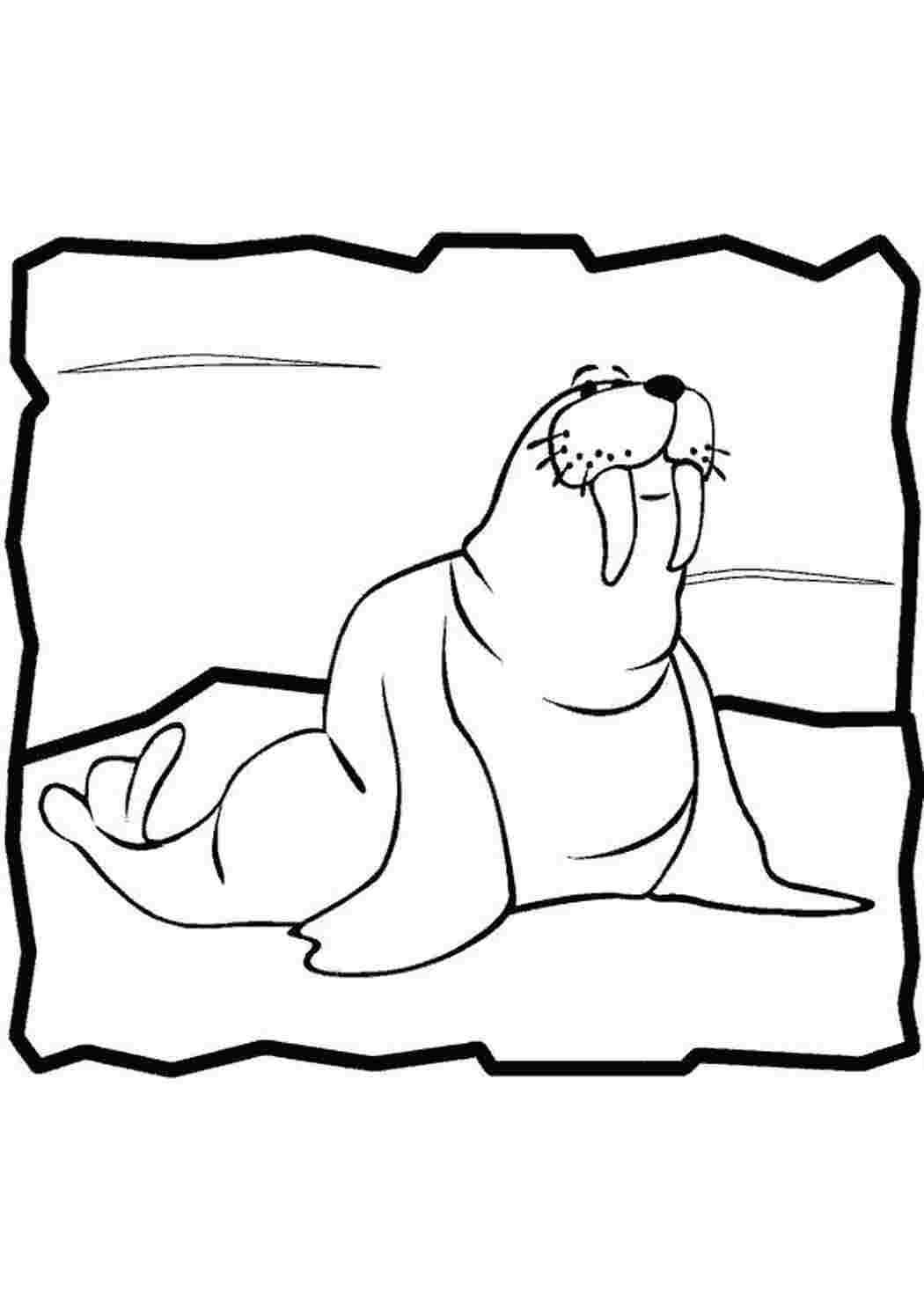 Раскраска Морж