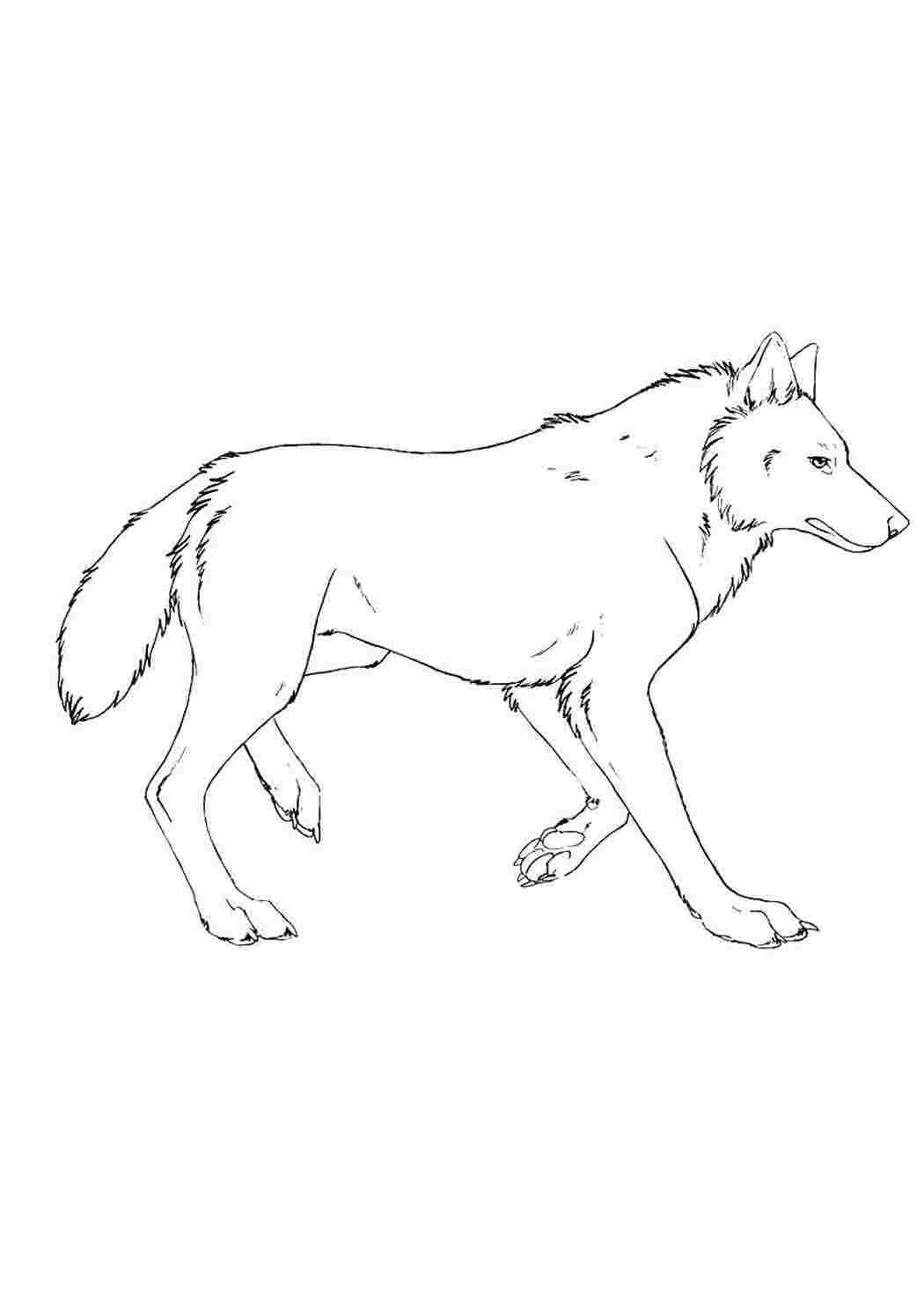 Раскраска Волк